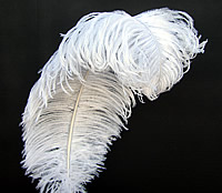 Prime Quality Ostrich Wing Plumes 18-24"